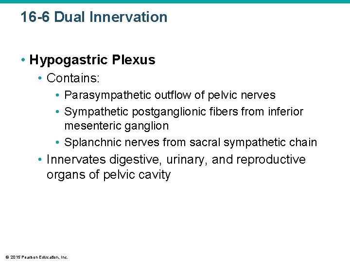 16 -6 Dual Innervation • Hypogastric Plexus • Contains: • Parasympathetic outflow of pelvic