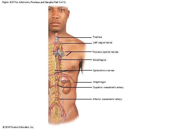 Figure 16 -8 The Autonomic Plexuses and Ganglia (Part 2 of 2). Trachea Left