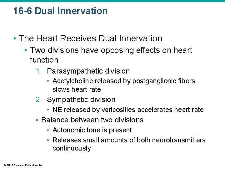16 -6 Dual Innervation • The Heart Receives Dual Innervation • Two divisions have