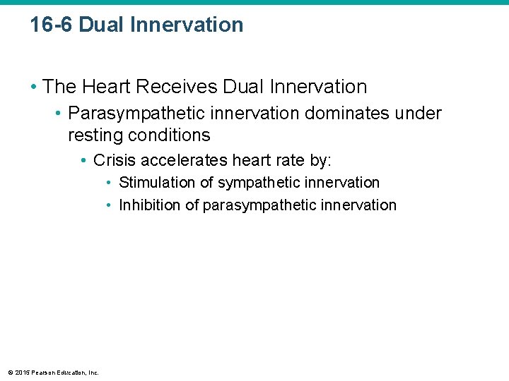 16 -6 Dual Innervation • The Heart Receives Dual Innervation • Parasympathetic innervation dominates
