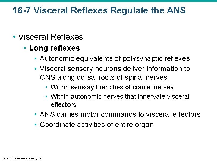 16 -7 Visceral Reflexes Regulate the ANS • Visceral Reflexes • Long reflexes •