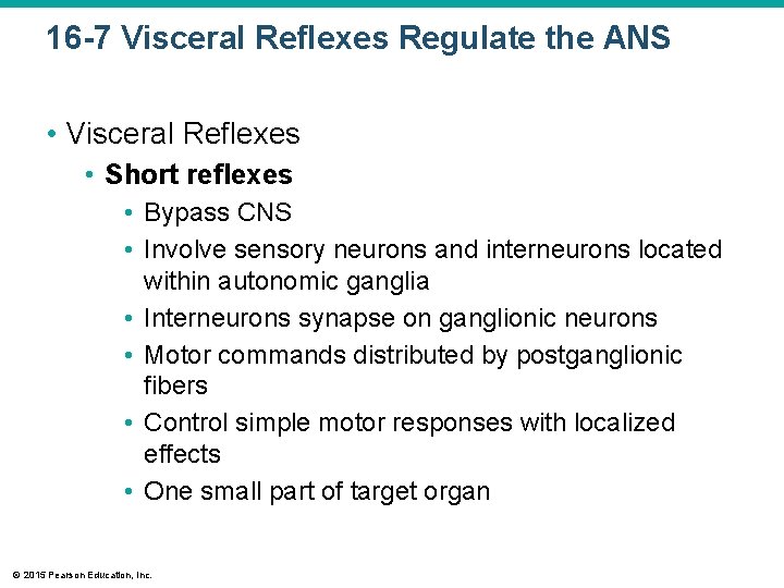 16 -7 Visceral Reflexes Regulate the ANS • Visceral Reflexes • Short reflexes •