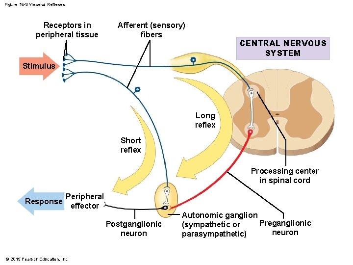 Figure 16 -9 Visceral Reflexes. Receptors in peripheral tissue Afferent (sensory) fibers CENTRAL NERVOUS