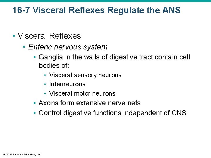 16 -7 Visceral Reflexes Regulate the ANS • Visceral Reflexes • Enteric nervous system