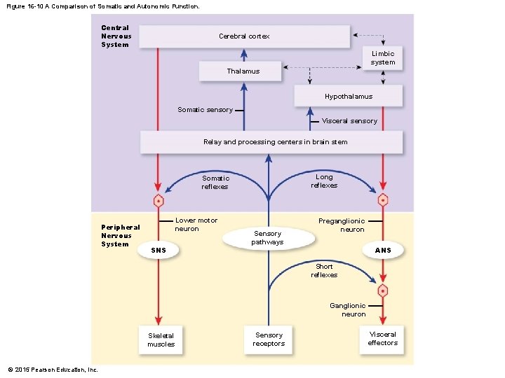 Figure 16 -10 A Comparison of Somatic and Autonomic Function. Central Nervous System Cerebral