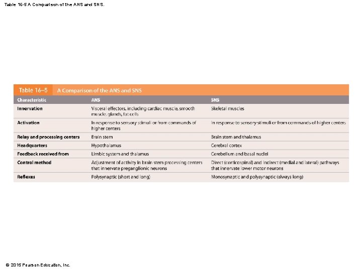 Table 16 -5 A Comparison of the ANS and SNS. © 2015 Pearson Education,