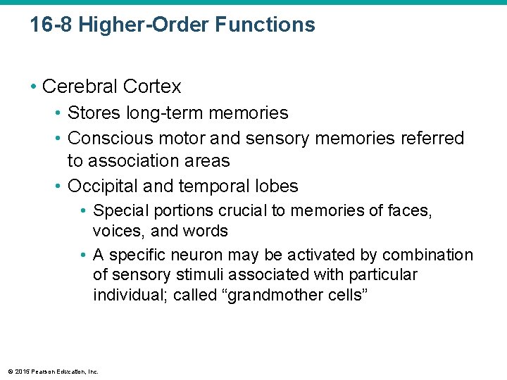 16 -8 Higher-Order Functions • Cerebral Cortex • Stores long-term memories • Conscious motor