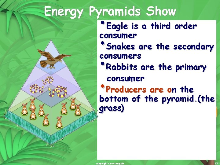 Energy Pyramids Show • Eagle is a third order consumer • Snakes are the