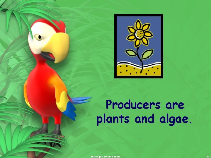 Producers are plants and algae. copyright cmassengale 5 
