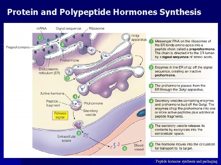 Protein and Polypeptide Hormones Synthesis : Peptide hormone synthesis and packaging 
