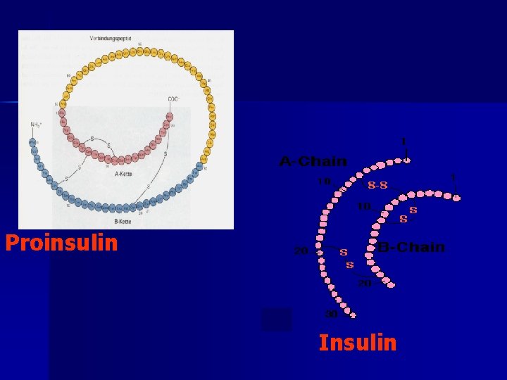 Proinsulin Insulin 
