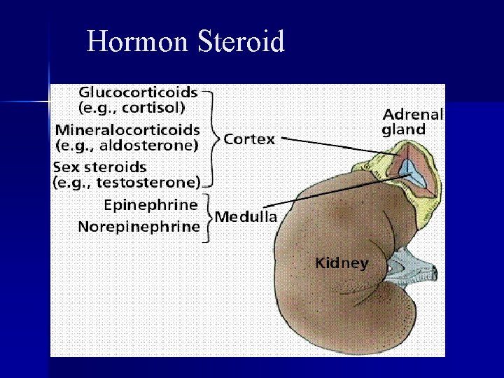 Hormon Steroid 