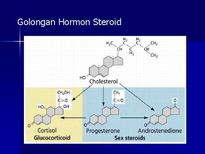Golongan Hormon Steroid 