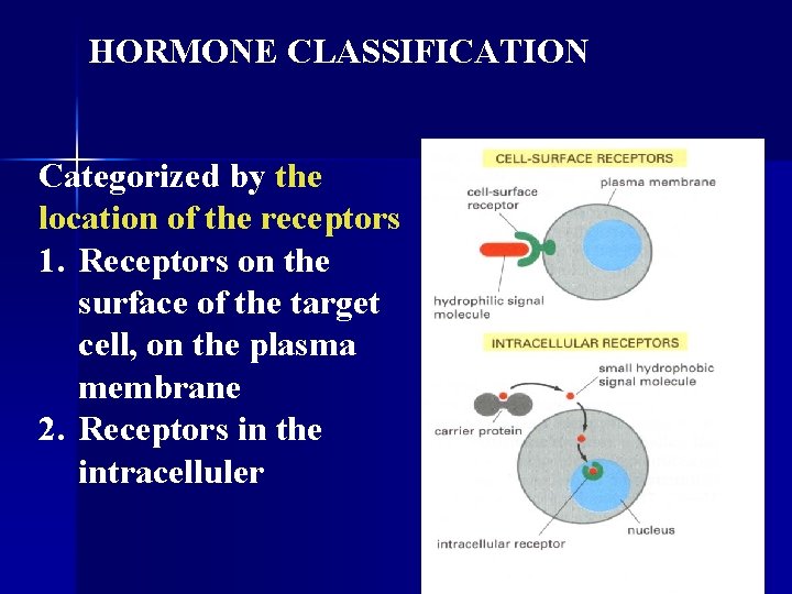 HORMONE CLASSIFICATION Categorized by the location of the receptors 1. Receptors on the surface