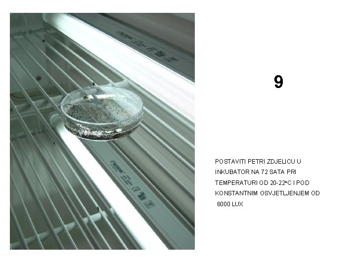 9 POSTAVITI PETRI ZDJELICU U INKUBATOR NA 72 SATA PRI TEMPERATURI OD 20 -22
