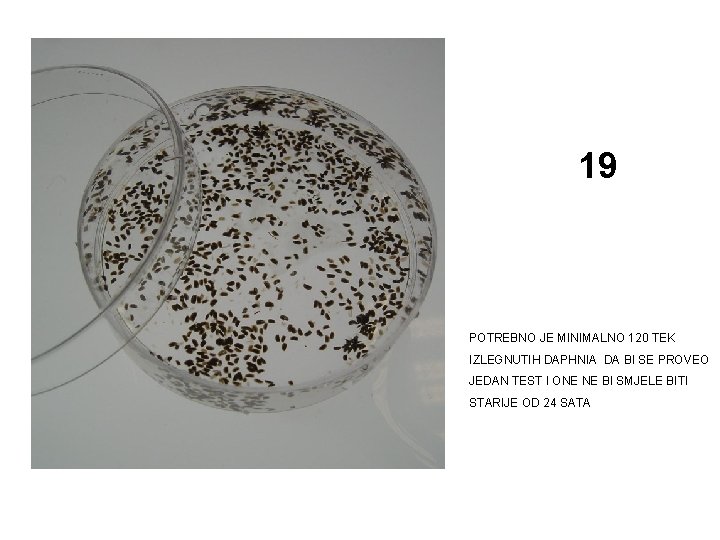 19 POTREBNO JE MINIMALNO 120 TEK IZLEGNUTIH DAPHNIA DA BI SE PROVEO JEDAN TEST