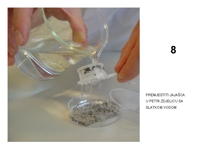 8 PREMJESTITI JAJAŠCA U PETRI ZDJELICU SA SLATKOM VODOM 