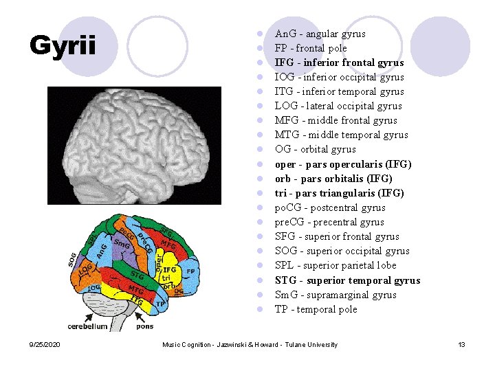 Gyrii l l l l l 9/25/2020 An. G - angular gyrus FP - Gyrii l l l l l 9/25/2020 An. G - angular gyrus FP -