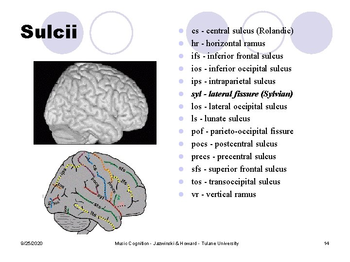 Sulcii l l l l 9/25/2020 cs - central sulcus (Rolandic) hr - horizontal Sulcii l l l l 9/25/2020 cs - central sulcus (Rolandic) hr - horizontal