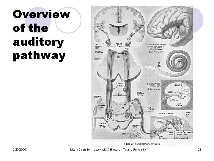 Overview of the auditory pathway 9/25/2020 Music Cognition - Jazwinski & Howard - Tulane Overview of the auditory pathway 9/25/2020 Music Cognition - Jazwinski & Howard - Tulane