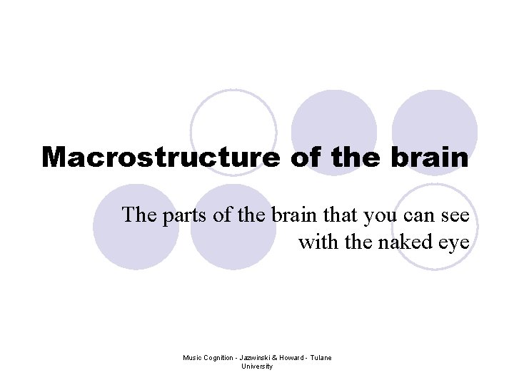 Macrostructure of the brain The parts of the brain that you can see with Macrostructure of the brain The parts of the brain that you can see with
