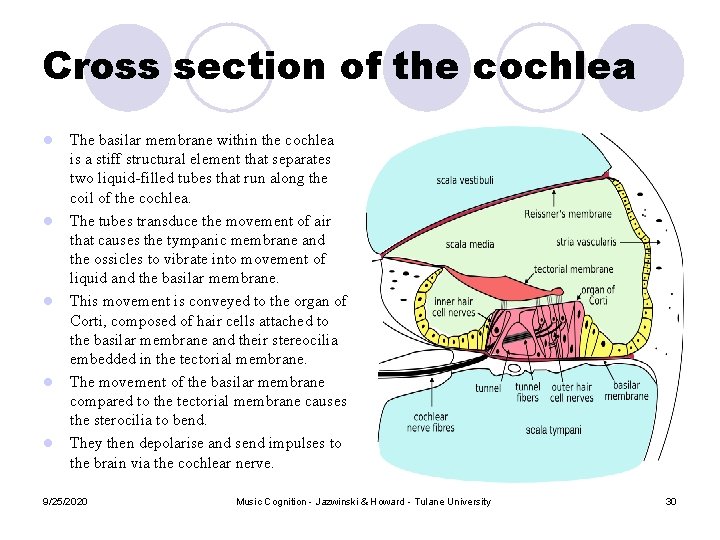 Cross section of the cochlea l l l The basilar membrane within the cochlea Cross section of the cochlea l l l The basilar membrane within the cochlea