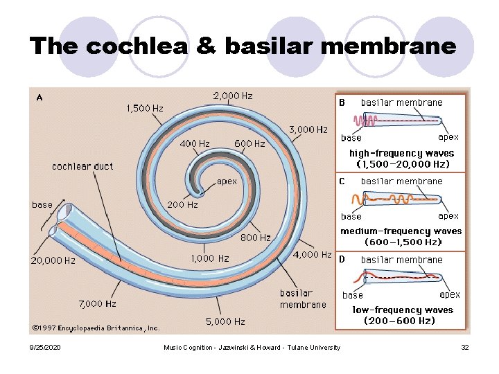 The cochlea & basilar membrane 9/25/2020 Music Cognition - Jazwinski & Howard - Tulane The cochlea & basilar membrane 9/25/2020 Music Cognition - Jazwinski & Howard - Tulane