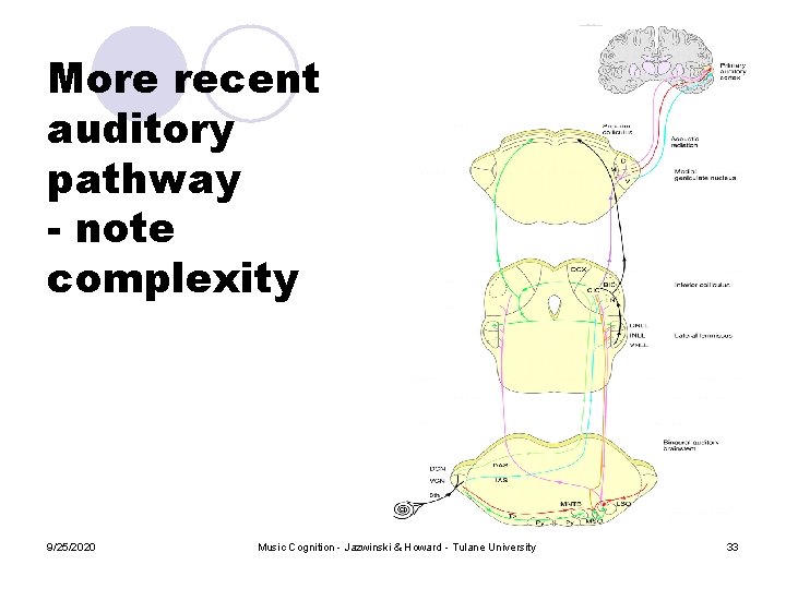 More recent auditory pathway - note complexity 9/25/2020 Music Cognition - Jazwinski & Howard More recent auditory pathway - note complexity 9/25/2020 Music Cognition - Jazwinski & Howard