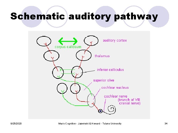 Schematic auditory pathway 9/25/2020 Music Cognition - Jazwinski & Howard - Tulane University 34 Schematic auditory pathway 9/25/2020 Music Cognition - Jazwinski & Howard - Tulane University 34