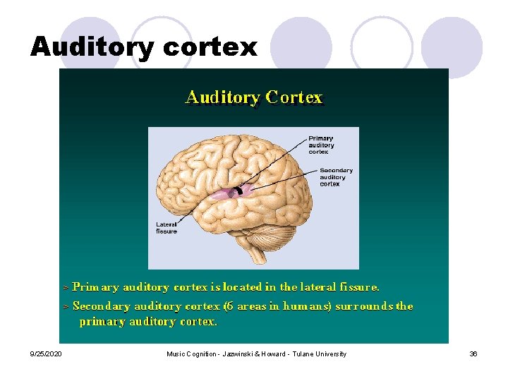 Auditory cortex 9/25/2020 Music Cognition - Jazwinski & Howard - Tulane University 36 Auditory cortex 9/25/2020 Music Cognition - Jazwinski & Howard - Tulane University 36
