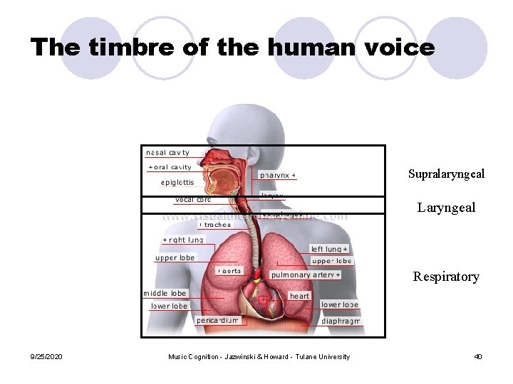 The timbre of the human voice Supralaryngeal Laryngeal Respiratory 9/25/2020 Music Cognition - Jazwinski The timbre of the human voice Supralaryngeal Laryngeal Respiratory 9/25/2020 Music Cognition - Jazwinski