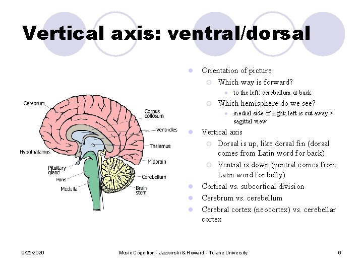 Vertical axis: ventral/dorsal l Orientation of picture ¡ Which way is forward? l ¡ Vertical axis: ventral/dorsal l Orientation of picture ¡ Which way is forward? l ¡