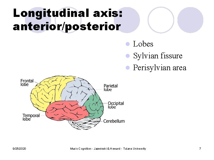 Longitudinal axis: anterior/posterior Lobes l Sylvian fissure l Perisylvian area l 9/25/2020 Music Cognition Longitudinal axis: anterior/posterior Lobes l Sylvian fissure l Perisylvian area l 9/25/2020 Music Cognition