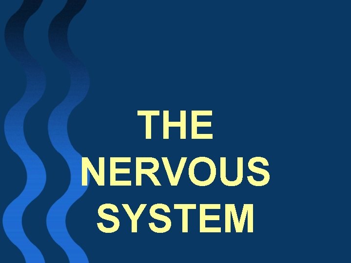 THE NERVOUS SYSTEM 