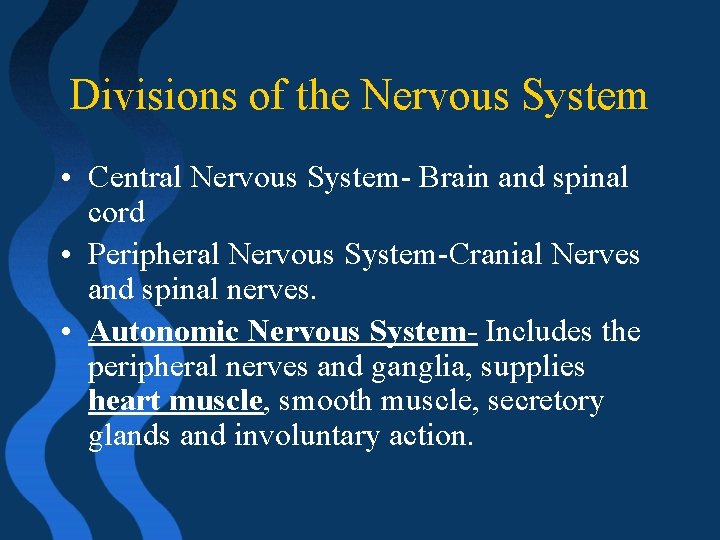 Divisions of the Nervous System • Central Nervous System- Brain and spinal cord •