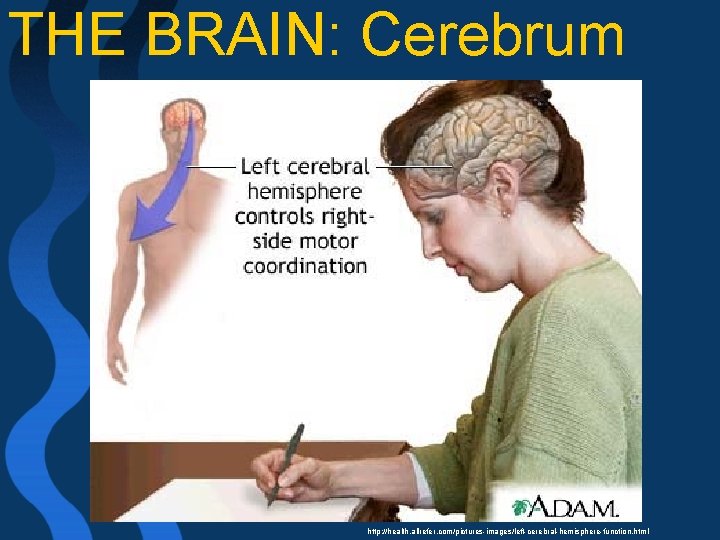 THE BRAIN: Cerebrum http: //health. allrefer. com/pictures-images/left-cerebral-hemisphere-function. html 