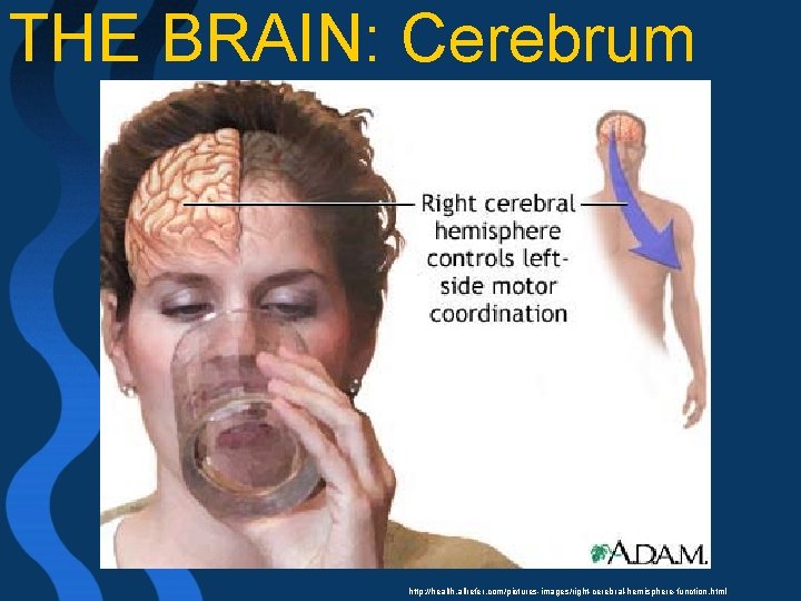 THE BRAIN: Cerebrum http: //health. allrefer. com/pictures-images/right-cerebral-hemisphere-function. html 