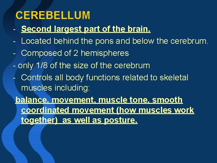  CEREBELLUM - Second largest part of the brain. - Located behind the pons