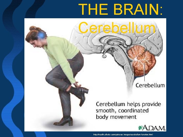 THE BRAIN: Cerebellum http: //health. allrefer. com/pictures-images/cerebellum-function. html 
