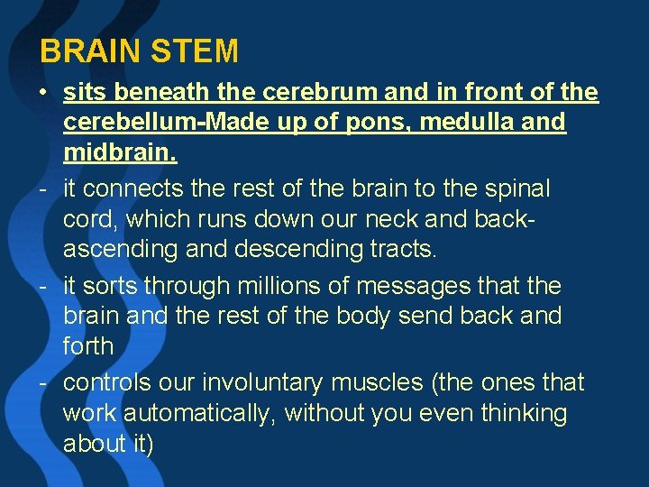 BRAIN STEM • sits beneath the cerebrum and in front of the cerebellum-Made up