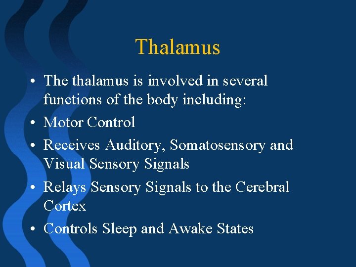 Thalamus • The thalamus is involved in several functions of the body including: •