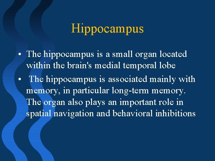 Hippocampus • The hippocampus is a small organ located within the brain's medial temporal