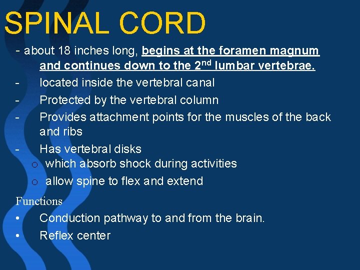 SPINAL CORD - about 18 inches long, begins at the foramen magnum - and