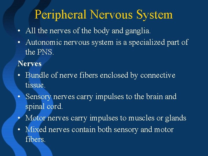 Peripheral Nervous System • All the nerves of the body and ganglia. • Autonomic