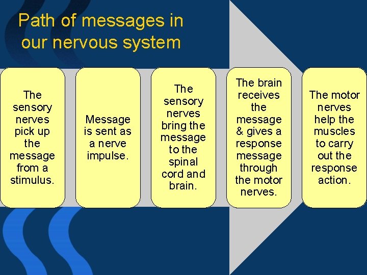 Path of messages in our nervous system The sensory nerves pick up the message