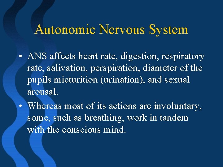 Autonomic Nervous System • ANS affects heart rate, digestion, respiratory rate, salivation, perspiration, diameter