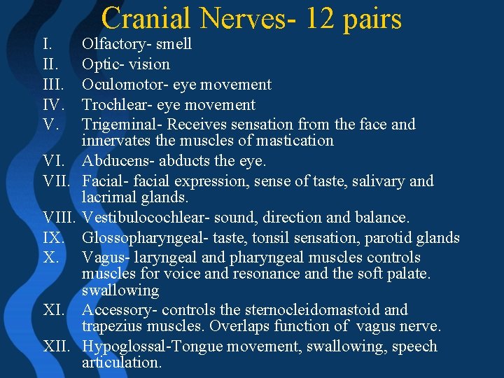 I. III. IV. V. Cranial Nerves- 12 pairs Olfactory- smell Optic- vision Oculomotor- eye
