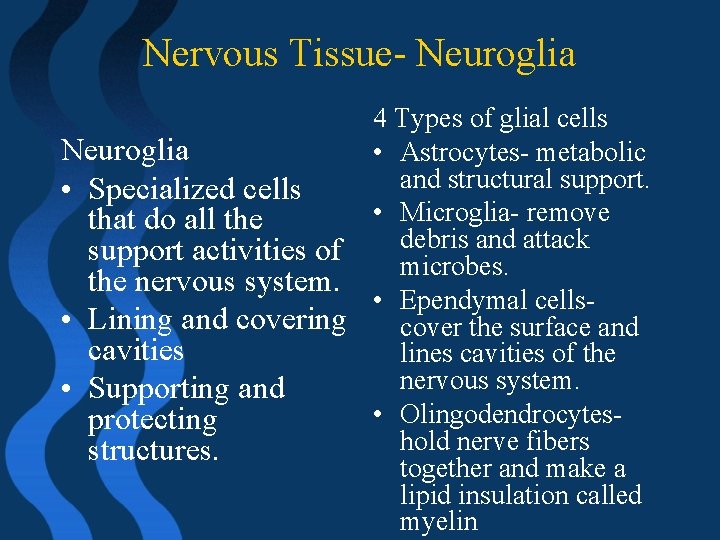 Nervous Tissue- Neuroglia 4 Types of glial cells Neuroglia • Astrocytes- metabolic and structural