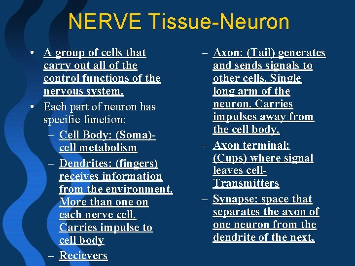 NERVE Tissue-Neuron • A group of cells that carry out all of the control