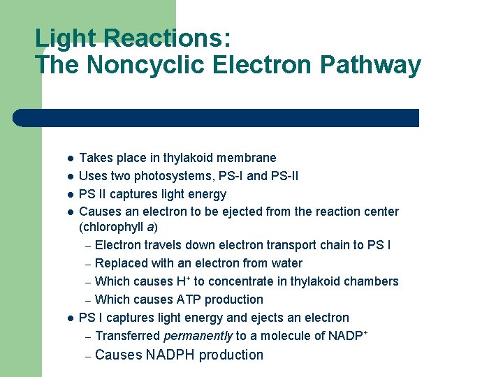 Light Reactions: The Noncyclic Electron Pathway l l l Takes place in thylakoid membrane